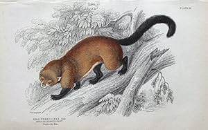 GULO CASTANEUS, WOLVERINE Jardine hand coloured antique animal print 1843