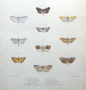 MOTH & BUTTERFLY PRINTS, MINTERN,Hymenia erebina etc hand col.antique print 1878