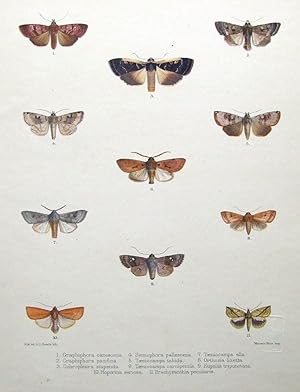 BUTTERFLY & MOTH PRINTS, Graphiphora etc MINTERN hand col.antique print 1878