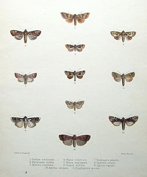BUTTERFLY & MOTH PRINTS, Gortyna etc MINTERN hand col.antique print 1878