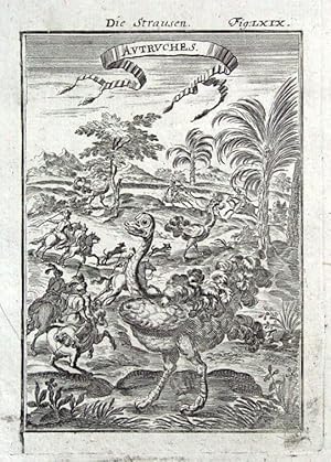 OSTRICH HUNTING, AFRICA A.Mallet original antique print 1719