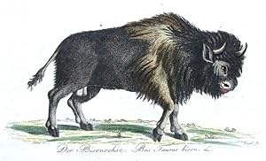 BISON BOS TAURUS Bechstein Hand Coloured Antique Natural History Print 1796