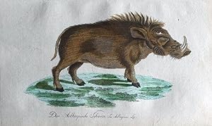 ETHIOPIAN HOG SUS AETHIOPICUS Bechstein Orig Natural History Antique Print 1796