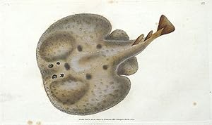 ELECTRIC RAY, RAJA TORPEDO, Donovan, original antique fish print 1805