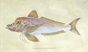 PIPER GURNARD E.Donovan original hand coloured antique FISH print 1804