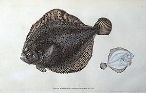 BRILL or PEARL, E.Donovan original hand coloured antique FISH print 1806