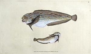 SEA SNAIL, LUMP-SUCKER, Donovan original antique hand coloured FISH print 1803