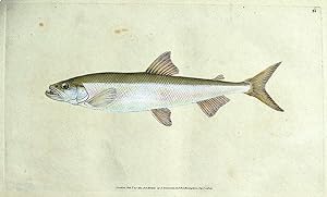 SMELT, E.Donovan original hand coloured antique FISH print 1803