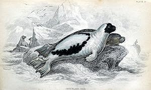 GREENLAND OR HARP SEAL Jardines Original Hand Coloured Antique Print 1838