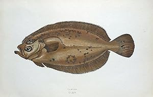 CARTER, Couch original hand coloured antique fish print c1875