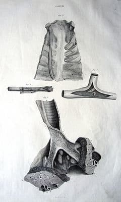 BLOOD VESSELS,NERVES,LUNGS, TRACHEA Lizars Original Anatomy Print 1826