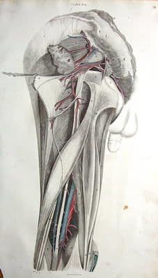 CIRCULATION/NERVES PELVIS TO KNEE Lizars Antique Anatomy Print c 1825