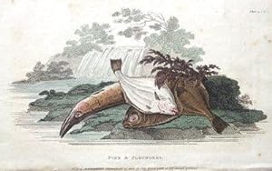 PIKE & FLOUNDERS Ackermann Repository Hand Coloured Fish Antique Print 1811