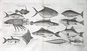 MULLET, CRAYFISH, STING RAY, CUTTLEFISH, SOLE etc Kip antique fish print 1732