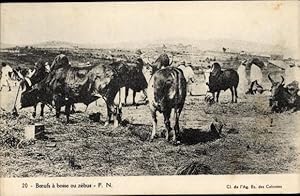 Ansichtskarte / Postkarte Boeufs a bosse ou zebus, Rinderherde, Landschaftsmotiv