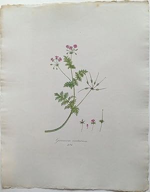 Geranium bzw. Erodium cicutarium - Gewöhnliche Reiherschabel. Kol. Lithographie Nr. 354 aus: Schr...