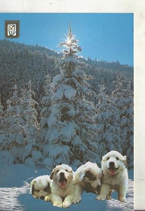 Imagen del vendedor de Postal 014634: Paisajes nevados con camada de cachorros de perro a la venta por EL BOLETIN