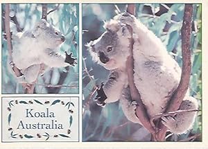 Seller image for POSTAL A0096: Koala for sale by EL BOLETIN