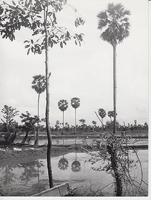 Seller image for PHOTO - CAMBODGE environs Pnam Penh, palmiers  sucre for sale by CANO