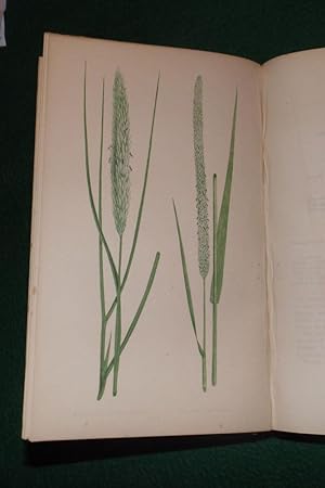 A NATURAL HISTORY OF BRITISH GRASSES