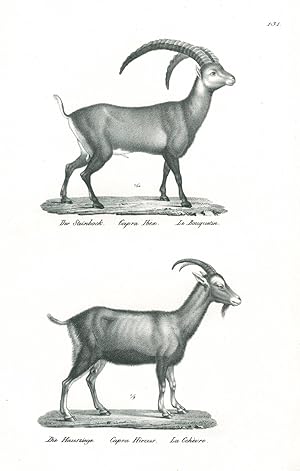 ZIEGE. - Steinbock. "Der Steinbock. Capra Ibex. Le Bouquetin. - Die Hausziege. Capra Hircus. La O...