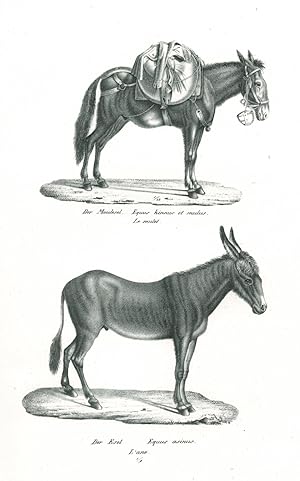 PFERDE. - Esel. "Der Maulesel. Equus hinnus et mulus. Le mulet. - Der Esel. Equus asinus. L'ane"....