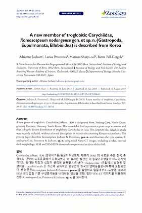 Imagen del vendedor de A new member of troglobitic Carychiidae, Koreozospeum nodongense gen. et sp. n. (Gastropoda, Eupulmonata, Ellobioidea) is described from Korea a la venta por ConchBooks