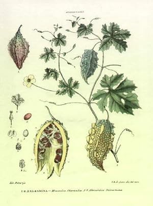 Seller image for 1. Balsamina - Momordica Charantia; 2. Momordica Balsamina. Kolorierte Lithographie von Petraroja. for sale by Antiquariat Heinz Tessin