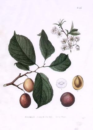 Bild des Verkufers fr Prunus americana - wild Plum. Farbige Lithographie aus : Asa Gray - The Forest Trees of North America. zum Verkauf von Antiquariat Heinz Tessin