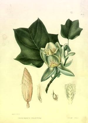 Liriodendron tulipifera. Tulip tree. Farbige Lithographie aus : Asa Gray - The Forest Trees of No...