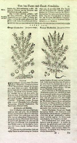 Bild des Verkufers fr Grosser Weckholder - Juniperus major; Kleiner Weckholder - Juniperus minor. 2 Textholzschnitte auf ganzer Textseite. Seite 93-94 aus Theobald Zwinger - Theatrum Botanicum. zum Verkauf von Antiquariat Heinz Tessin