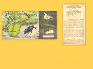 Werbekarte der Firma Sarotti (Album IV, II. Tierkreis Gliederfüsser, I. Klasse: Insekten, I. Ordn...