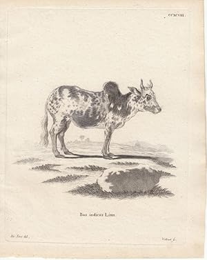 Bos indicus Linn. - Zebu bzw. Buckelrind. Kupferstich CCXCVIII von Volkart nach De Seve aus: Schr...