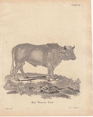 Bos Taurus Linn - Hausrind. Kupferstich CCXCVII von Bock nach Ihle aus: Schreber, Johann Daniel v...