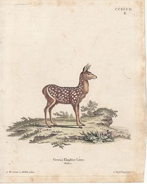 Cervus Elaphus Linn. Pullus - Hirschkalb. Kol. Kupferstich CCXLVII E von Nussbiegel nach Comes u....