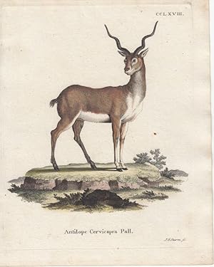 Antilope Cervicapra Pall. - Hirschziegenantilope. Kol. Kupferstich CCLXVIII von Sturm aus: Schreb...