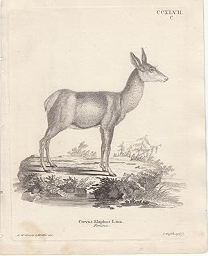 Cervus Elaphus Linn. Femina. - Rothirsch. Kupferstich CCXLVII C von Nussbiegel nach Comes u. Mell...