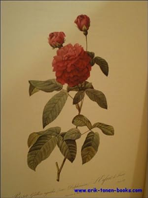 Image du vendeur pour Roses, par P.J. Redoute, peintre de fleurs, dessinateur en titre de la Classe de Physique de l'Institut et du Museum d'Histoire naturelle. mis en vente par BOOKSELLER  -  ERIK TONEN  BOOKS