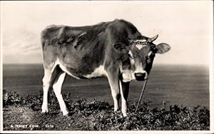 Ansichtskarte / Postkarte Jersey Cow, Blick auf eine angeleinte Kuh auf einer Wiese