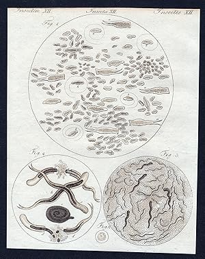 Bild des Verkufers fr Insecten XII / Insectes XII - Infusions-Thierchen - Der Schlauch-Wurm - Der Kleister-Aal" - Vibrionen Infusion Bakterien bacteria Mikroskopie microscopy Schlauchwurm Kleisteraal / Bilderbuch fr Kinder zum Verkauf von Antiquariat Steffen Vlkel GmbH