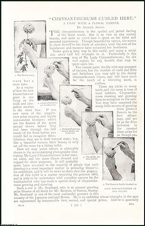 Image du vendeur pour Chrysanthemums Curled Here : A Chat With Mr. Kenyon, of Sutton, Surrey A Floral Barber. An uncommon original article from the Harmsworth London Magazine, 1898. mis en vente par Cosmo Books