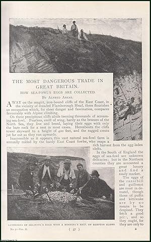 Image du vendeur pour How Sea-Fowl's Eggs are Collected : The Most Dangerous Trade in Great Britain. An uncommon original article from the Harmsworth London Magazine, 1899. mis en vente par Cosmo Books