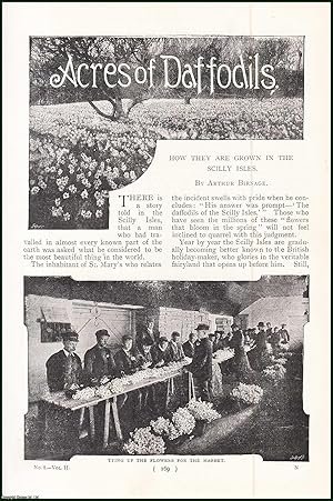 Bild des Verkufers fr Acres of Daffodils. How They Are Grown In The Scilly Isles. An uncommon original article from the Harmsworth London Magazine, 1899. zum Verkauf von Cosmo Books