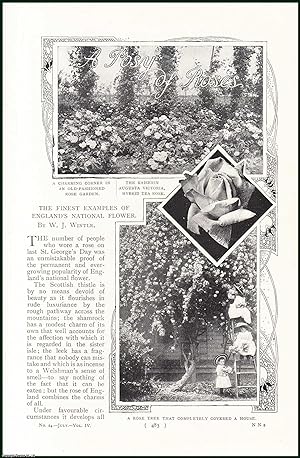 Image du vendeur pour Roses : The Finest Examples of England's National Flower. An uncommon original article from the Harmsworth London Magazine, 1901. mis en vente par Cosmo Books