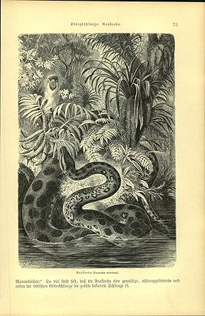 Bild des Verkufers fr Holzschnitt - Kunstdruck - 1893 : Anakonda (Eunectes murinus). Knigsschlange Holzstich zum Verkauf von Bcher bei den 7 Bergen