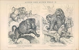 Bild des Verkufers fr Holzschnitt - Textillustration - 1901 - Affen der Alten Welt - 4 Ansichten Holzstich. zum Verkauf von Bcher bei den 7 Bergen