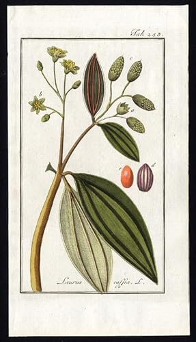 Antique Botanical Print-CINNAMOMUM-SWEET CINNAMON-TAB 245-Zorn-1796