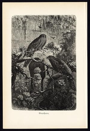 Antique Print-OILBIRD-GUACHARO-MONOCHROME-Brehm-1890