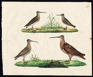 Rare Antique Bird Print-EURASIAN WOODCOCK-COMMON SNIPE-JACK SNIPE-Strack-1819