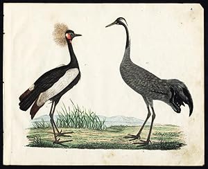 Rare Antique Bird Print-CRESTED CRANE-COMMON CRANE-Strack-1819